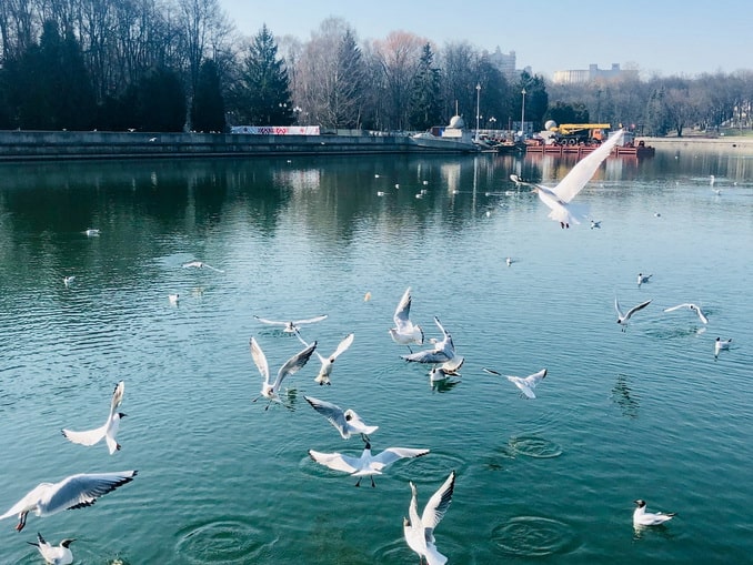 Чайки над рекой Свислочь в парке имени Янки Купалы Температура воздуха в Минске в декабре часто колеблется около нуля градусов