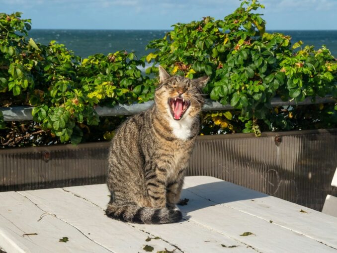 Коты - символ Зеленградска