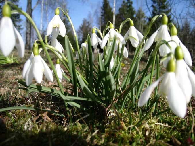 Цветущие подснежники, фото @Lena Svensson/Pixabay.com В России лучше ехать в марте в отпуск туда, где цветут подснежники