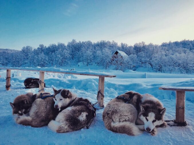В марте в Мурманской области можно посмотреть на хаски и покататься на собачьих упряжках