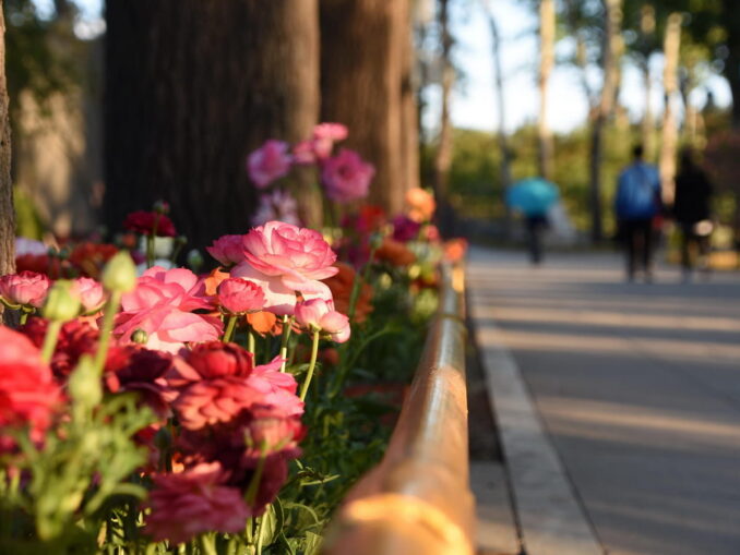 Цветы в Пекине весной, фото @alicepaipai/Pixabay.com Цветы - температура воздуха в Пекине в апреле поднимается даже до +28-30 градусов Цельсия